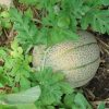 elcamaleonverde.com