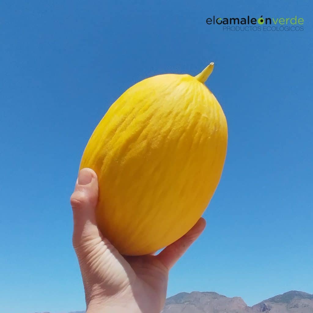 Melón amarillo